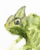 obrazy Oryginalna akwarela. Kameleon 1