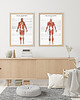 plakaty Plakat Mięśnie Człowieka 5