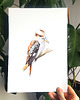 grafiki i ilustracje Ilustracja ptaka - kukabura chichotliwa 1