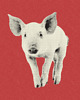 plakaty Plakat KISS MY... PIG (DUO) 3