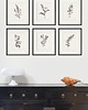 grafiki i ilustracje Zestaw Grafik Botanicznych Vintage 6