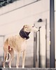ubranka dla zwierząt Wooldog Necky Mleczny-Karmel 1