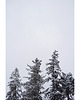 fotografia Ośnieżone drzewa 1