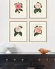 grafiki i ilustracje Zestaw Grafik Botanicznych Vintage 8