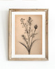 grafiki i ilustracje ZESTAW 8 PLAKATÓW beżowe botaniczne vintage 2