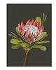 plakaty PLAKAT (poster) KWIAT PROTEA 1