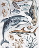 naklejki ścienne do pokoju dziecka Naklejki OCEANIA 1