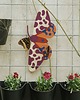 plakaty Plakat Garden Tiger Moth the butterfly - dekoracja ścienna 1