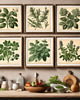 grafiki i ilustracje PLAKATY DO KUCHNI zioła botaniczne vintage 4