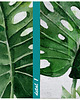 obrazy Obraz na płótnie LIŚCIE MONSTERA 80x120cm 3