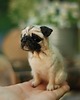 figurki i rzeźby Mops Miniatura- zamówienie indywidualne 5