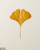Ozdoby na ścianę Dekoracja Botaniczna. Złoty Liść Miłorząb 30x40cm. Naturalny Dekor Ścienny 3
