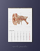 kalendarze i plannery Kalendarz Anatomiczny 2022 8