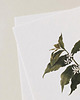 plakaty Plakat- Kawa arabica 3