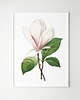 plakaty Plakat Biała magnolia 3