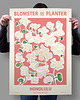 plakaty Plakat botaniczny "Honolulu" 1