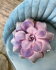 poduszki z grafiką Poduszka Sukulent Eszeweria Echeveria Perle Von Nurnberg 2