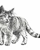 grafiki i ilustracje Kot 1