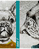obrazy Obraz na płótnie - BULDOGI  120x80cm 3