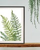 grafiki i ilustracje ZESTAW 3  botaniczne akwarela paproć 7