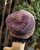 czapki damskie Hortensje / ryżówka 2