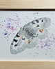 grafiki i ilustracje Obraz oryginalny "Niepylak Apollo" motyl 1