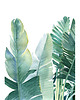 grafiki i ilustracje Palma  - ilustracja botaniczna 1