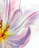 obrazy "Delikatne płatki tulipanów #2" 15*20 cm/ akwarela 3