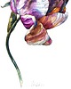 obrazy "Kolorowy tulipan" 29.5*41.5 cm/ akwarela 2