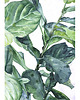 grafiki i ilustracje Fikus liriolistny  - ilustracja botaniczna 1