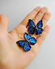kolczyki - inne Kolczyki Motyle Kobaltowe 6