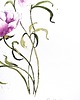 obrazy "Delikatne fioletowe anemony" 24*32 cm/ akwarela 6