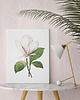 plakaty Plakat Biała magnolia 2