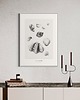 grafiki i ilustracje Plakat Muszle /  Reprodukcja 1