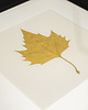 Ozdoby na ścianę Złoty Liść Platan Klonolistny. Autorski Dekor Botaniczny. Obraz 25x25cm 3