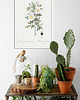 plakaty Rosa pimpinellifoli - Plakat botaniczny - Retro 2