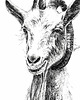 grafiki i ilustracje Koza 1