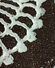 podkładki do kuchni Komplet ceramicznych podstawek Czarna koronka 5
