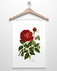 plakaty RÓŻA DZIKA  plakat  A4, A3 (lub 30x40 cm) 2