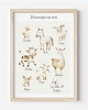 obrazy i plakaty do pokoju dziecięcego Plakat edukacyjny ZWIERZĘTA NA WSI - Plakaty Na Ścianę Dla Dzieci MONTESSORI 1