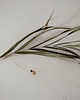 złote naszyjniki No#13 - Złota żyłka z monetką i kamieniem naturalnym 3