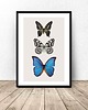 plakaty Plakat na ścianę "Trzy motyle" 50x70 (500mm x 700mm) 1