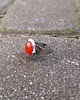 pierścionki - różne Karneol - pierścionek regulowany 2