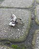 pierścionki - różne Perłówka - pierścionek regulowany 3