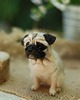 figurki i rzeźby Mops Miniatura- zamówienie indywidualne 7