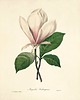grafiki i ilustracje Rysunek kwiaty grafika motywy kwiatowe magnolia 3