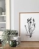 grafiki i ilustracje Osty 30x40  - grafika botaniczna 2