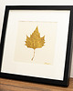 Ozdoby na ścianę Autorski Dekor Botaniczny. Złoty Liść Platan Klonolistny. Rama 25x25cm 2