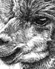 grafiki i ilustracje Lama 4