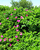 kolie Rugosa 1